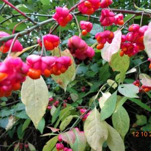 Spindle