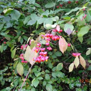 Spindle