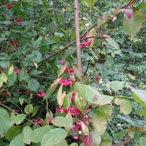 Spindle