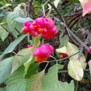 Spindle