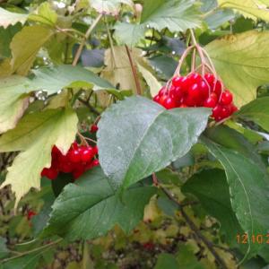 Guelder Rose