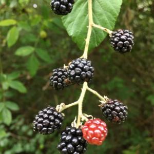 Blackberries