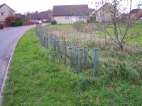 Newly planted hedge.