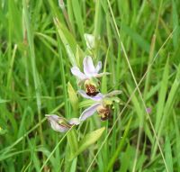 Bee orchid at The Chase