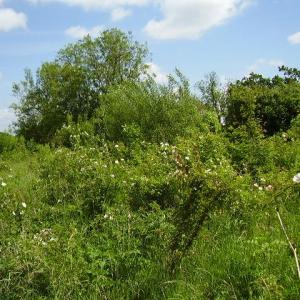  Spring 2012 