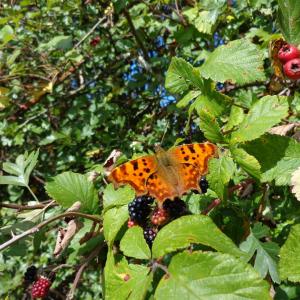 Comma Butterfly