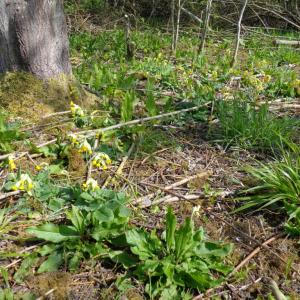 Cowslips