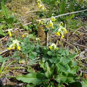 Cowslips