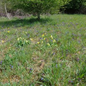 Cowslips & Bugle
