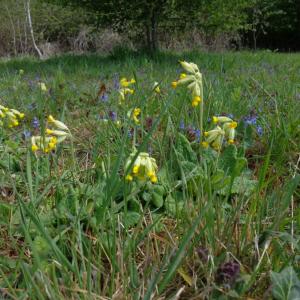 Cowslips & Bugle