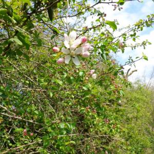 Crab Apple Blossom