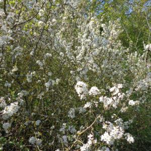 Blackthorn