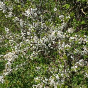 Blackthorn