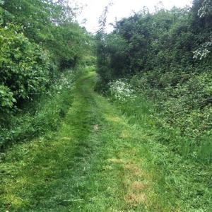 Cow Parsley by the path
