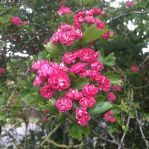 May Blossom