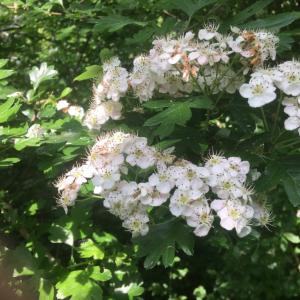 Hawthorn