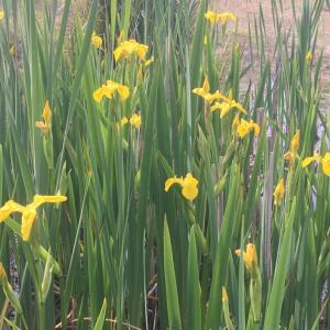 Flag Iris