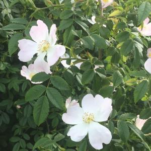 Wild rose