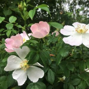 Dog Roses