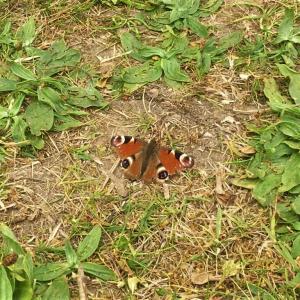 Peacock Butterfly