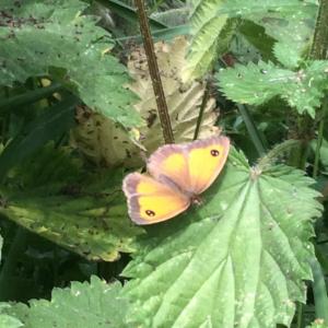 Gatekeeper Butterfly