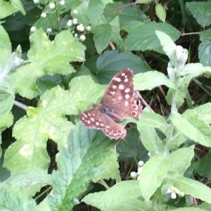Speckled Wood Butterfly