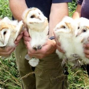 Owlets