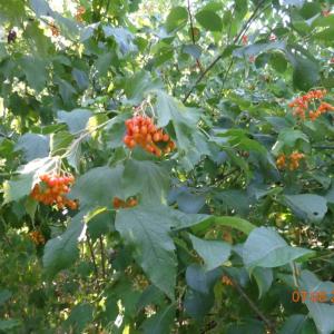 Gelder Rose