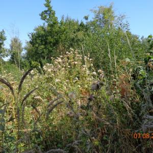 Spear thistle