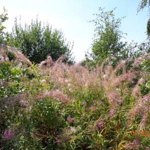 Rosebay Willow Herb